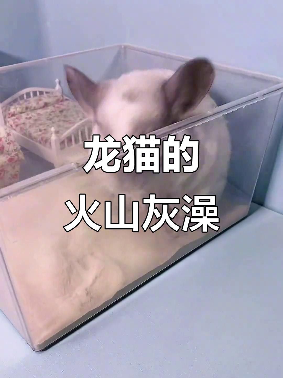 龍貓多久洗一次澡合適？