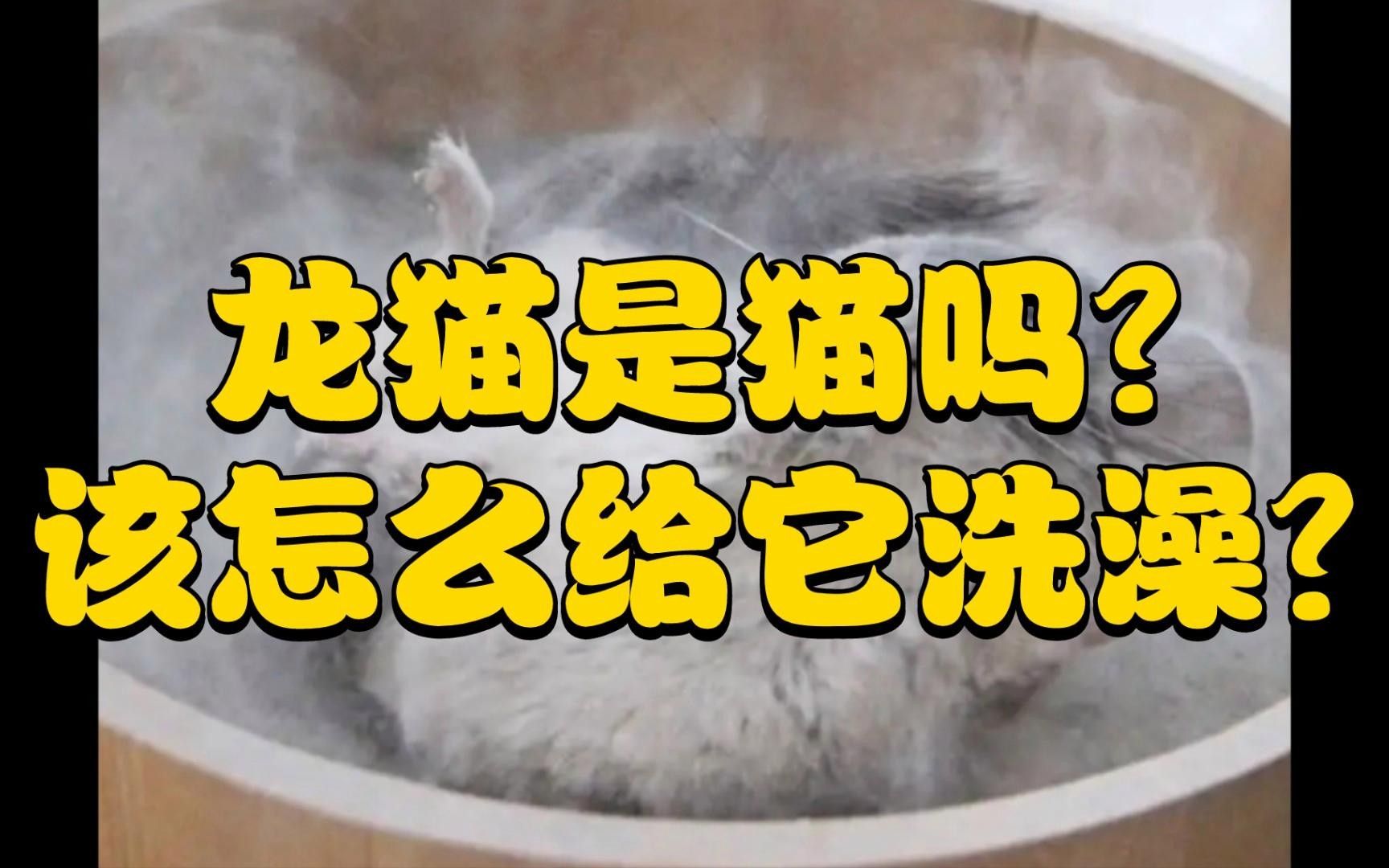 龍貓多久洗一次澡合適？