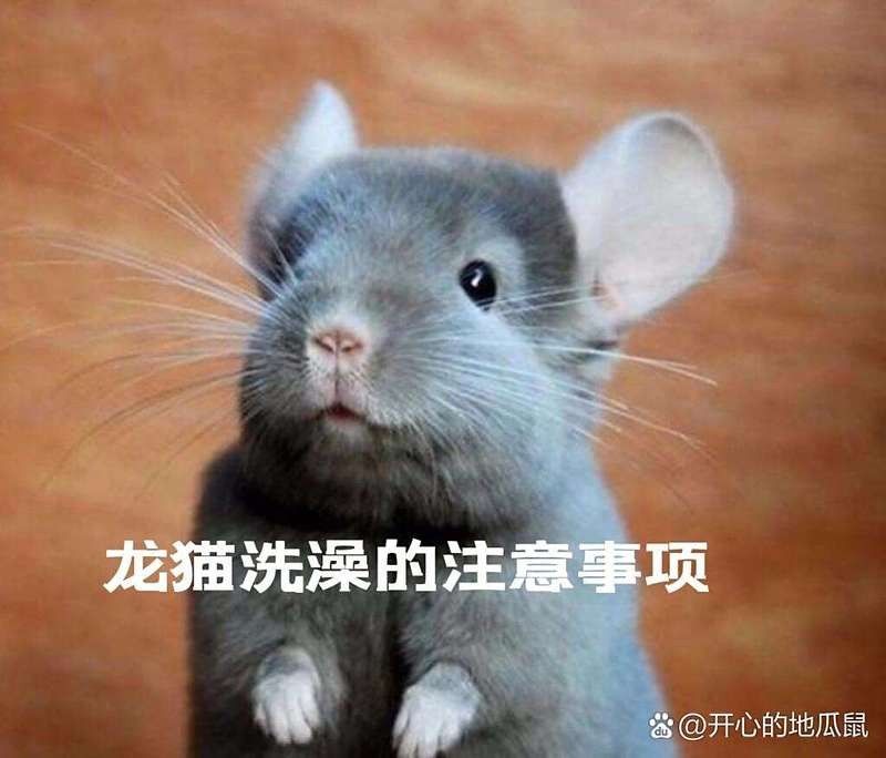 龍貓多久洗一次澡合適？