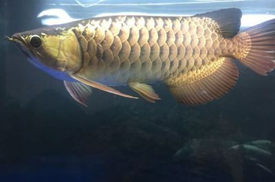龍魚為什么不在上層游（龍魚不在上層游可能由多種因素引起）