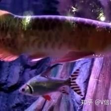 龍魚魚食活魚：龍魚如何喂食龍魚的繁殖方式和養護方法龍魚的繁殖方式