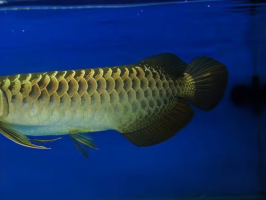 金龍魚粗框好還是細框好 金龍魚粗框好還是細框好 龍魚百科 第7張
