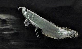銀龍魚低溫環境適應性：銀龍魚在低溫環境下的適應性