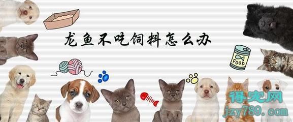 金龍魚外貌特征