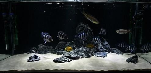 馬鯛和龍魚混養：馬鯛魚可以和龍魚混養嗎？ 馬鯛和龍魚混養：馬鯛魚可以和龍魚混養嗎？ 龍魚百科 第2張