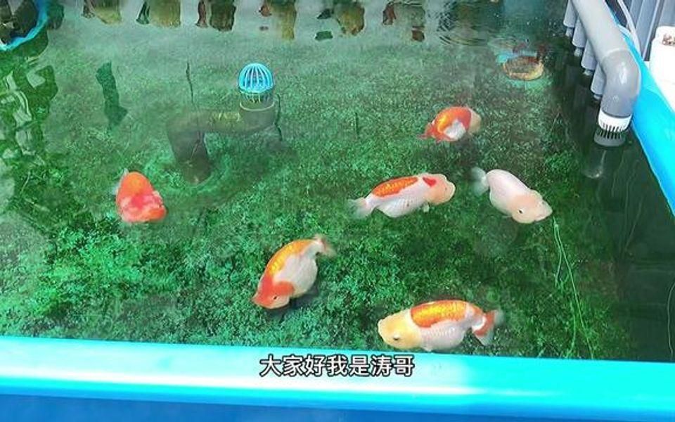 如何預防菌鰓和蟲鰓的發生？
