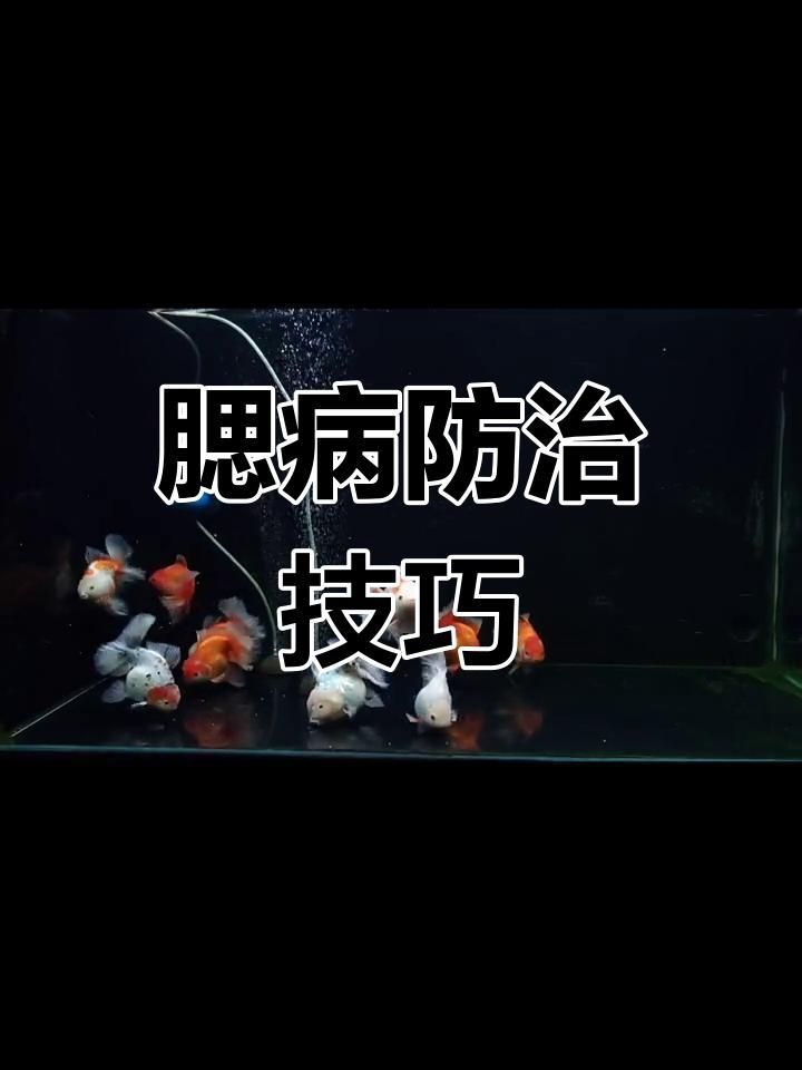 如何預防菌鰓和蟲鰓的發生？