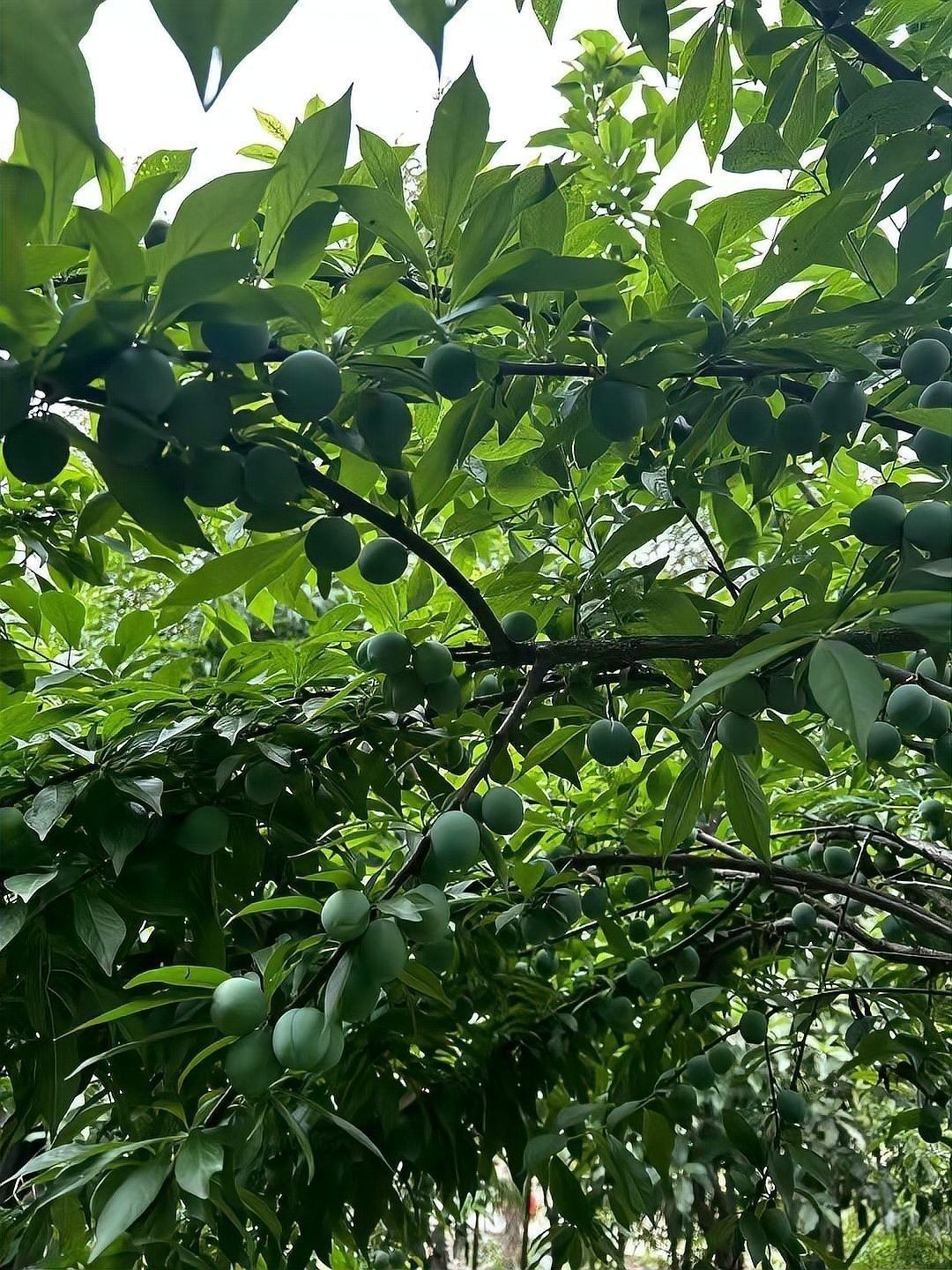 高清龍圖片的版權問題 高清龍圖片的版權問題 龍魚百科 第5張