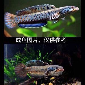 奶茶雷龍公魚好看還是母魚好看呢:奶茶雷龍公母差異的觀察點:奶茶雷龍公母差異的觀察點 龍魚百科 第2張 奶茶雷龍公魚好看還是母魚好看呢:奶茶雷龍公母差異的觀察點:奶茶雷龍公母差異的觀察點 奶茶雷龍公魚好看還是母魚好看呢:奶茶雷龍公母差異的觀察點:奶茶雷龍公母差異的觀察點 龍魚百科 第2張