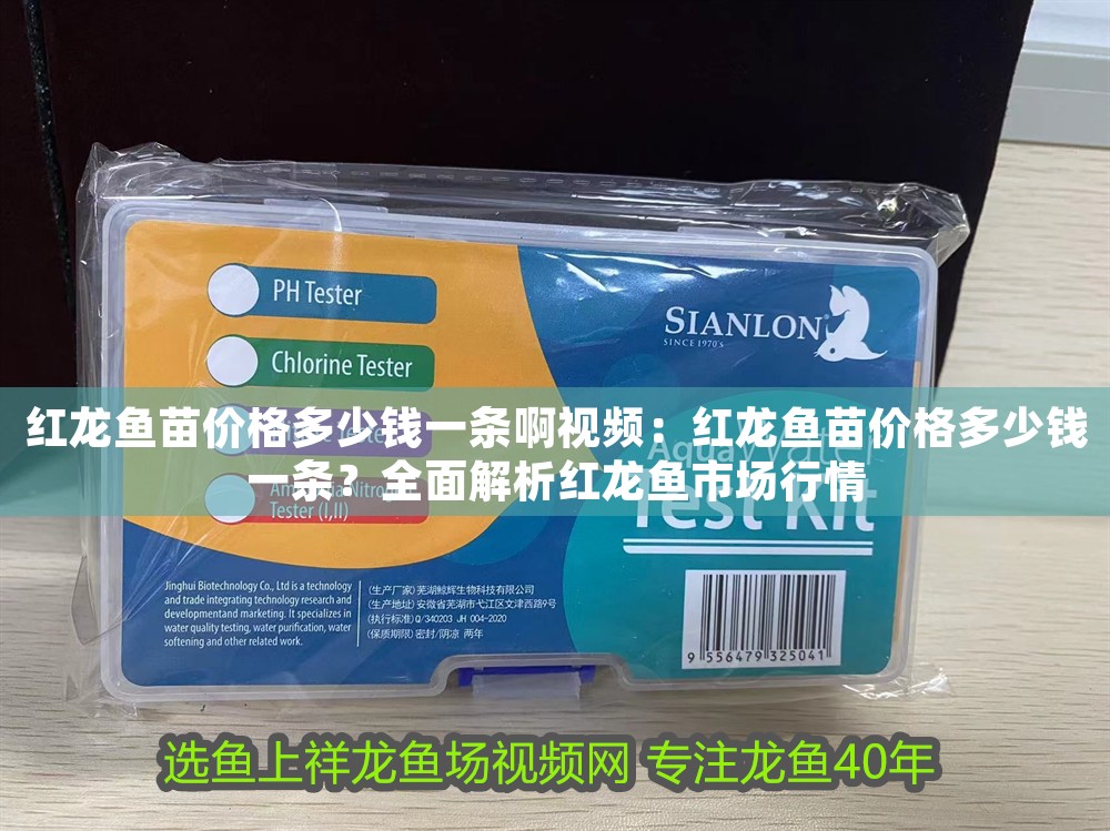 紅龍魚苗價格多少錢一條啊視頻：紅龍魚苗價格多少錢一條？全面解析紅龍魚市場行情
