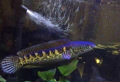 雷龍魚分多少種（雷龍魚品種價格對比雷龍魚色彩變化原因雷龍魚色彩變化）
