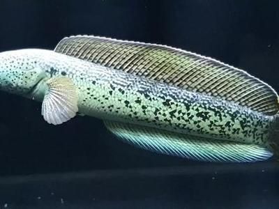 雷龍魚分多少種（雷龍魚品種價格對比雷龍魚色彩變化原因雷龍魚色彩變化）