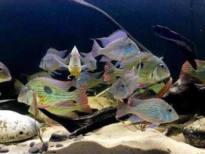 雷龍魚分多少種（雷龍魚品種價格對比雷龍魚色彩變化原因雷龍魚色彩變化）