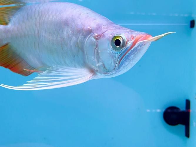 金龍魚(yú)的發(fā)色過(guò)程圖片欣賞大全大圖