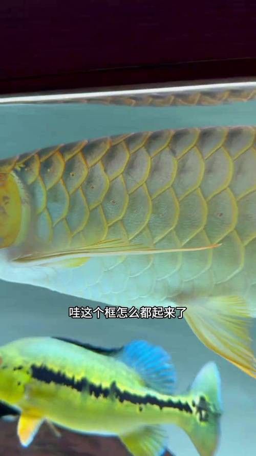 金龍魚(yú)的發(fā)色過(guò)程圖片欣賞大全大圖
