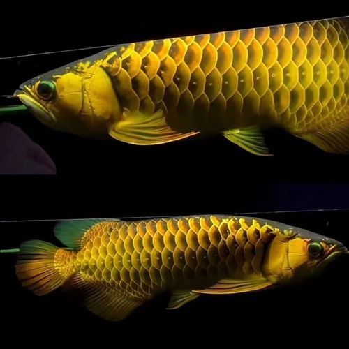 金龍魚(yú)的發(fā)色過(guò)程圖片欣賞大全大圖
