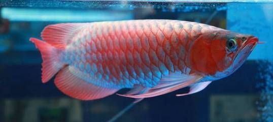 紅龍魚的四大品牌有哪些名字（紅龍魚的四大品牌有哪些360問答加載更多）