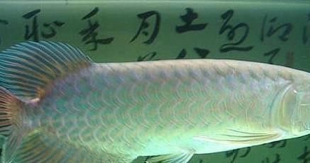 青龍魚海水魚怎么養