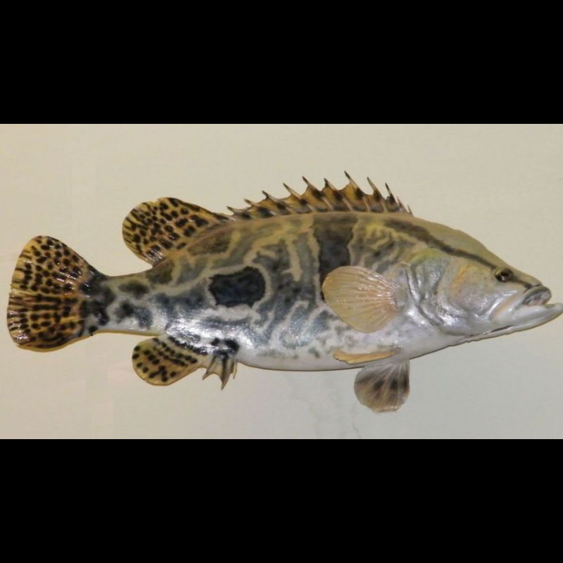 鱖魚的生活習性 鱖魚的生活習性 龍魚百科 第1張