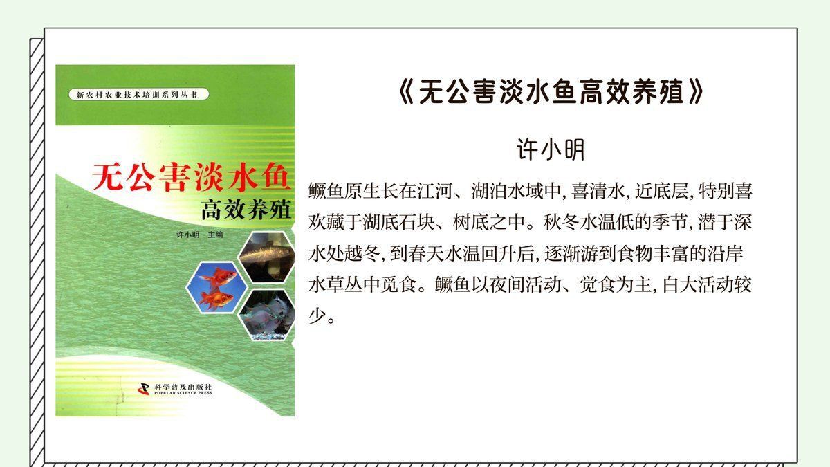 鱖魚的生活習性 鱖魚的生活習性 龍魚百科 第2張