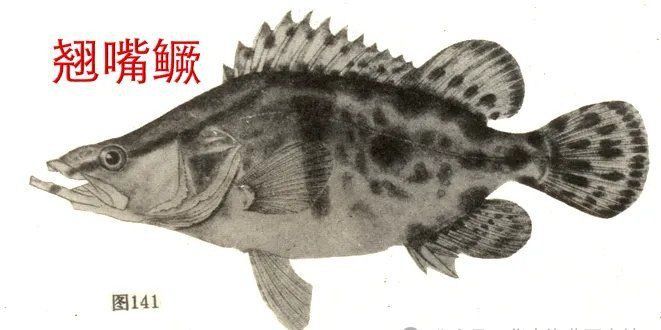 鱖魚的生活習性 鱖魚的生活習性 龍魚百科 第8張