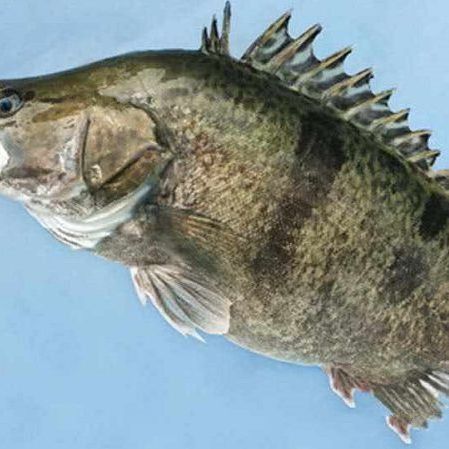 鱖魚的生活習性 鱖魚的生活習性 龍魚百科 第9張