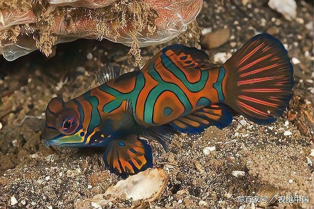 鱖魚的生活習性 鱖魚的生活習性 龍魚百科 第5張