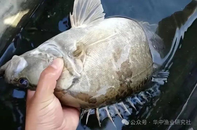 鱖魚的生活習性 鱖魚的生活習性 龍魚百科 第7張