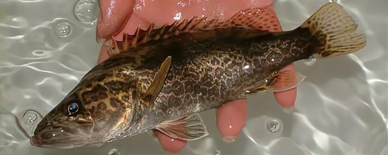 鱖魚的生活習性 鱖魚的生活習性 龍魚百科 第6張