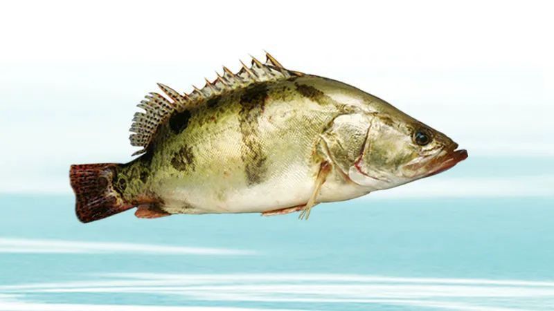 鱖魚的生活習性 鱖魚的生活習性 龍魚百科 第4張