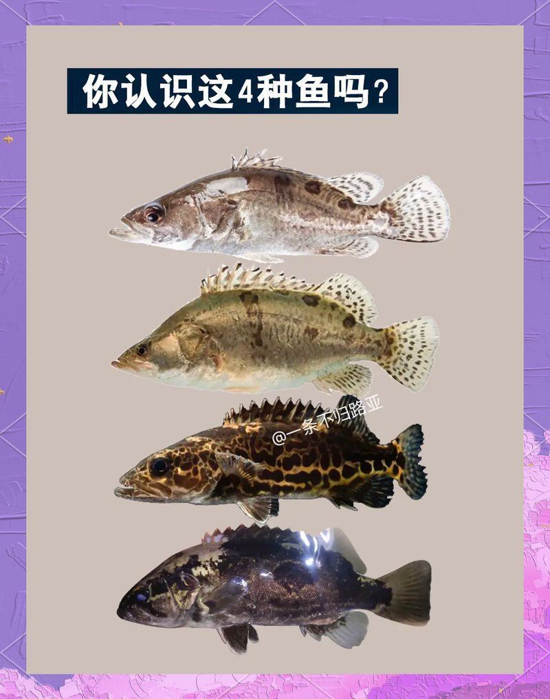 鱖魚的生活習性 鱖魚的生活習性 龍魚百科 第12張