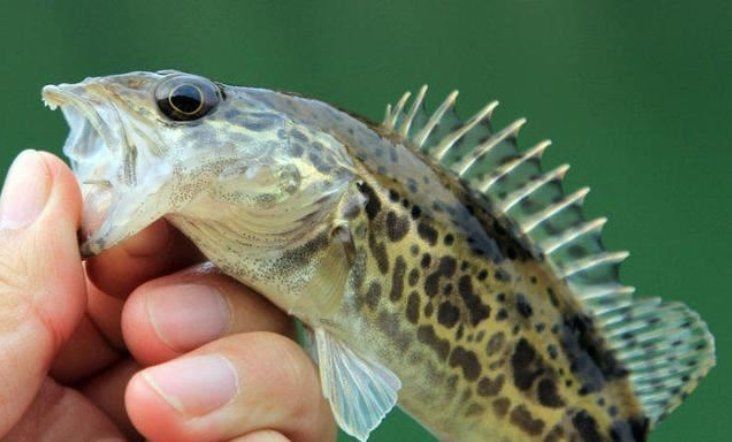 鱖魚的生活習性 鱖魚的生活習性 龍魚百科 第10張