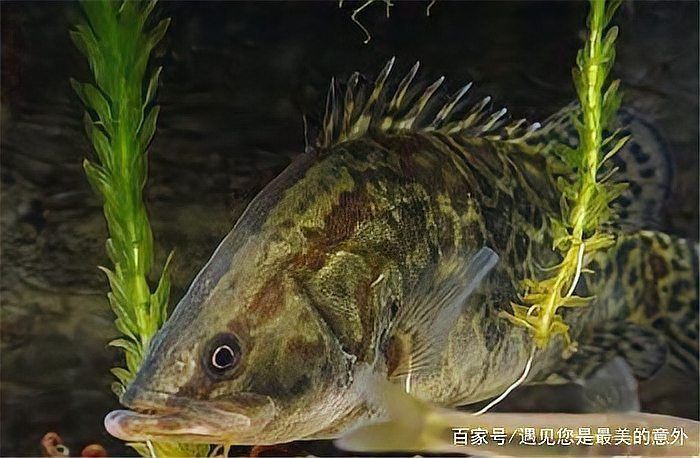 鱖魚的生活習性 鱖魚的生活習性 龍魚百科 第13張