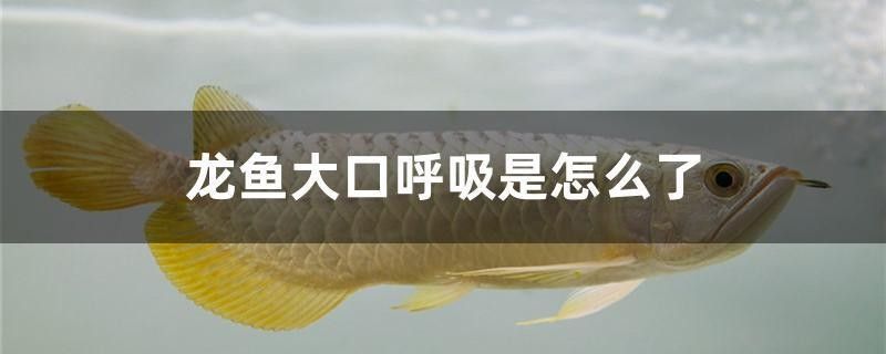 龍魚張嘴呼吸需要多久恢復？ 龍魚張嘴呼吸需要多久恢復？ 龍魚百科 第2張