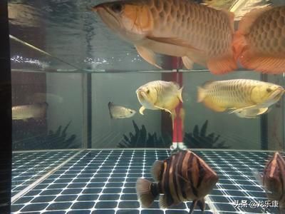 三十公分的龍魚需要除蟲嗎（30公分的龍魚需要除蟲嗎）