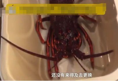 澳龍波龍紅龍的價格：如何挑選波龍和澳龍