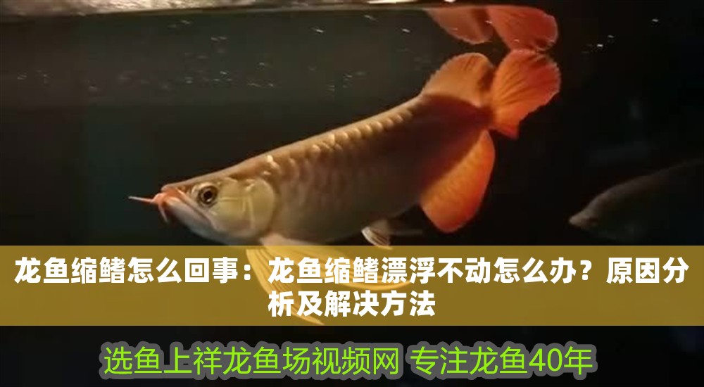 龍魚縮鰭怎么回事：龍魚縮鰭漂浮不動怎么辦？原因分析及解決方法 龍魚縮鰭怎么回事：龍魚縮鰭漂浮不動怎么辦？原因分析及解決方法 龍魚百科 第1張