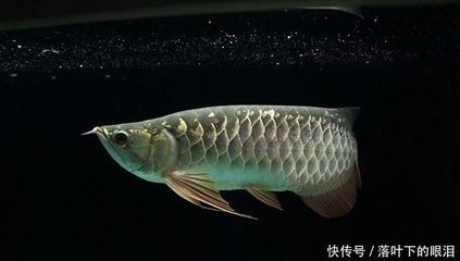 龍魚到新環境不吃東西會對其健康產生影響，可能導致死亡：龍魚到新環境不吃東西會對健康產生影響，可能導致死亡 龍魚到新環境不吃東西會對其健康產生影響，可能導致死亡：龍魚到新環境不吃東西會對健康產生影響，可能導致死亡 龍魚百科 第2張