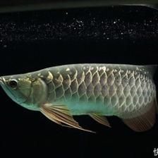 龍魚到新環境不吃東西會對其健康產生影響，可能導致死亡：龍魚到新環境不吃東西會對健康產生影響，可能導致死亡 龍魚到新環境不吃東西會對其健康產生影響，可能導致死亡：龍魚到新環境不吃東西會對健康產生影響，可能導致死亡 龍魚百科 第3張