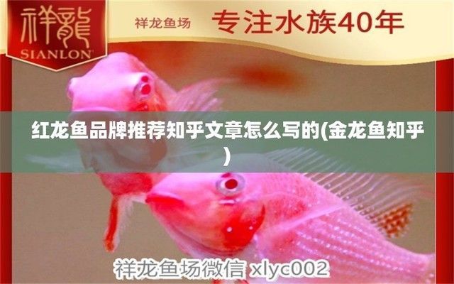 紅龍魚哪個品牌好：紅龍魚哪個品牌好，紅龍魚品牌在市場熱銷紅龍魚品牌