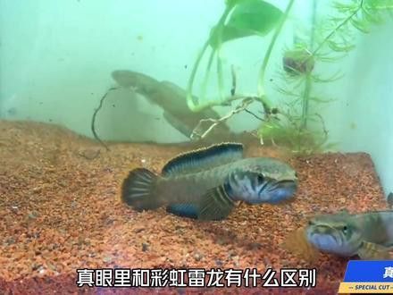 真言鱧雷龍魚