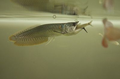 龍魚不正常的表現有哪些：龍魚不正常的表現