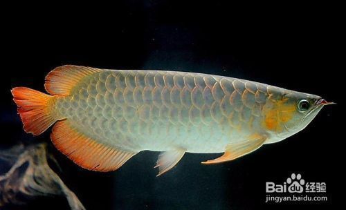 龍魚怎么分辨雌雄：如何判斷龍魚的雌雄？