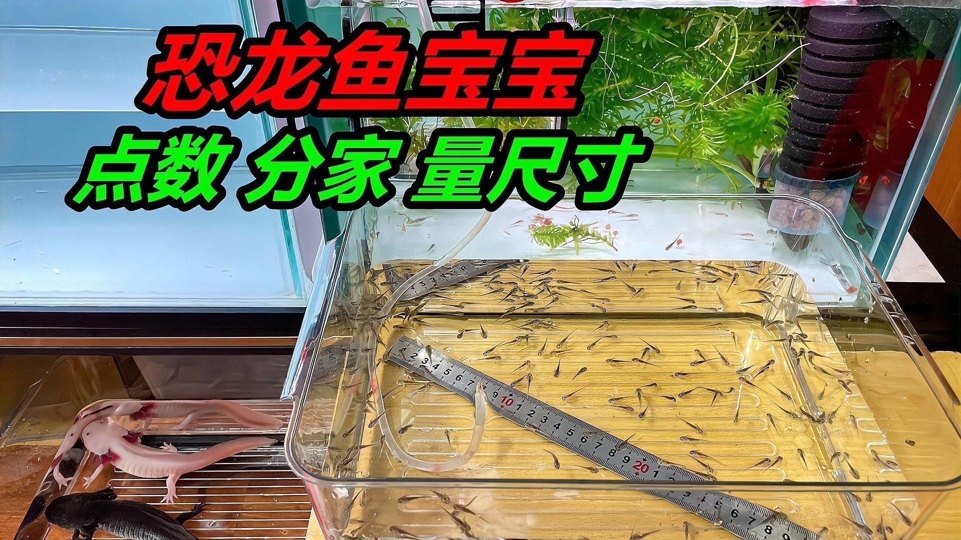 如何區(qū)分不同品種的六角龍魚？ 如何區(qū)分不同品種的六角龍魚？ 龍魚百科 第7張