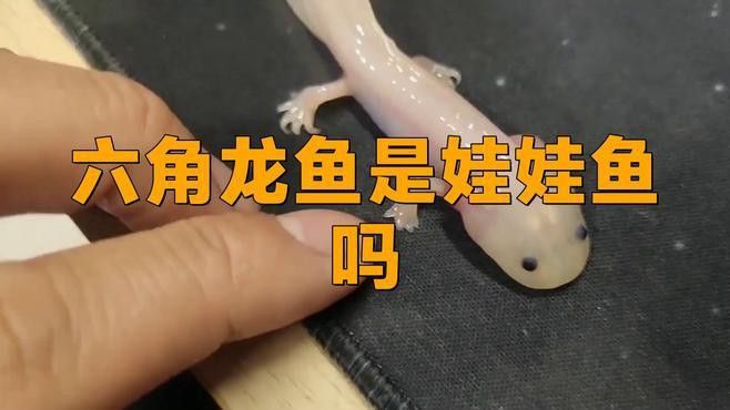 如何區(qū)分不同品種的六角龍魚？ 如何區(qū)分不同品種的六角龍魚？ 龍魚百科 第9張