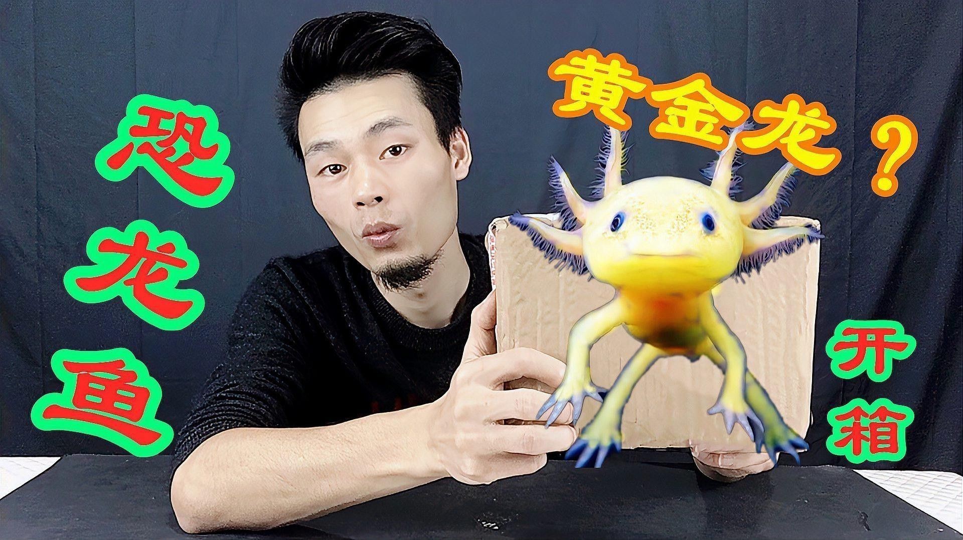 如何區(qū)分不同品種的六角龍魚？ 如何區(qū)分不同品種的六角龍魚？ 龍魚百科 第12張