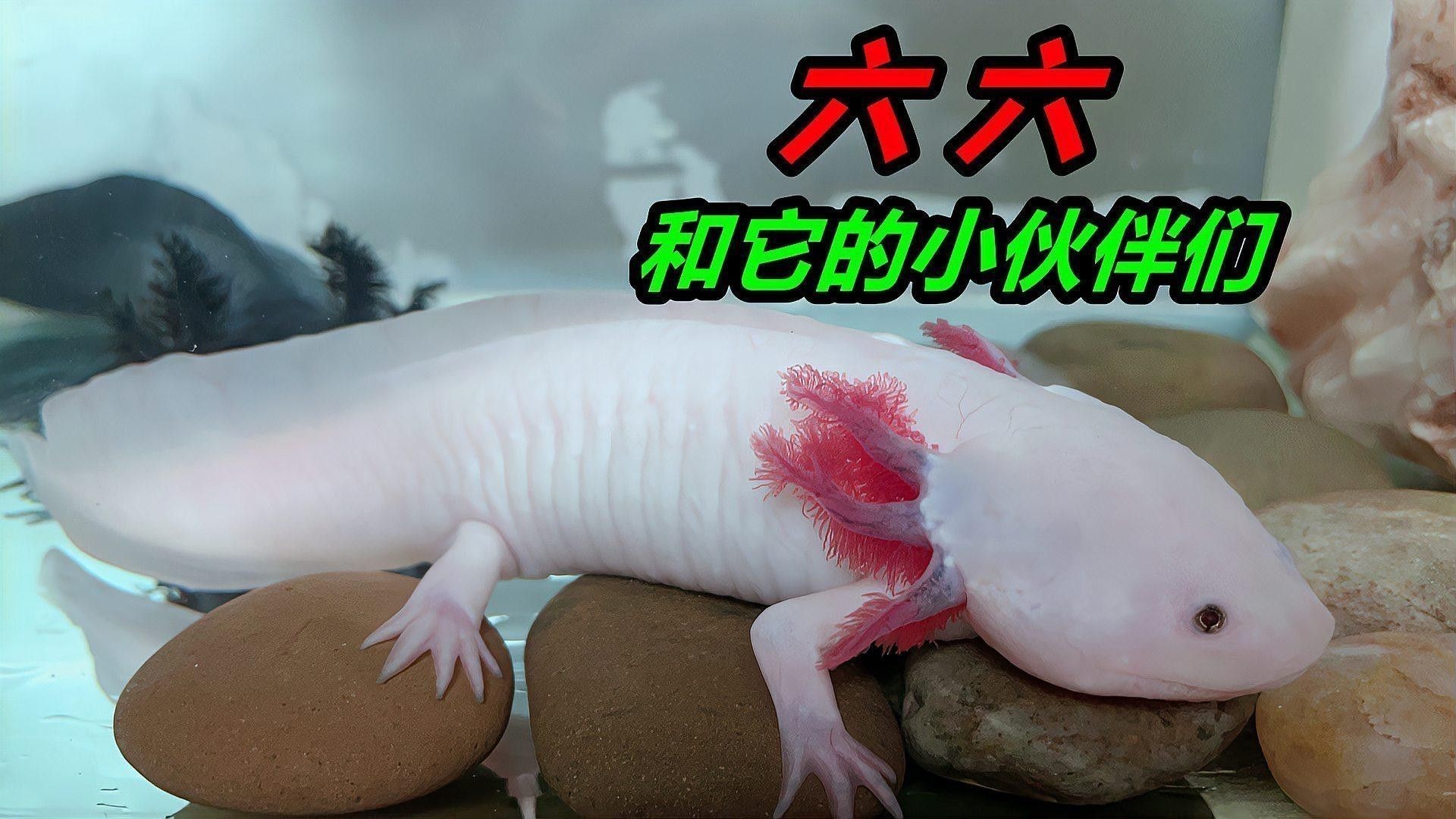 如何區(qū)分不同品種的六角龍魚？ 如何區(qū)分不同品種的六角龍魚？ 龍魚百科 第10張