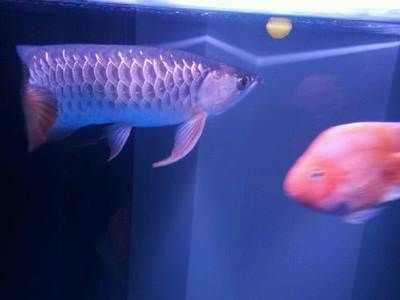 龍魚不想養了怎么處理，這幾種處理方式可以讓龍魚回歸自然：龍魚不想養了怎么辦 龍魚不想養了怎么處理，這幾種處理方式可以讓龍魚回歸自然：龍魚不想養了怎么辦 龍魚百科 第3張