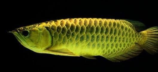 龍魚病死對主人好嗎：為什么龍魚的死亡是為了替主人擋災？ 龍魚病死對主人好嗎：為什么龍魚的死亡是為了替主人擋災？ 龍魚百科 第2張