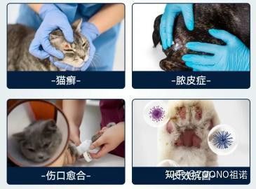 紅龍魚掉眼手術怎么做